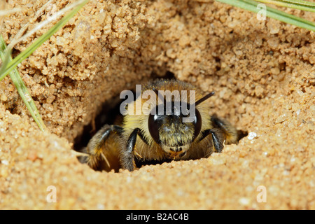 Tawny Mining Bee Andrena Fulva aus Nest Kammer Sandy Bedfordshire Stockfoto