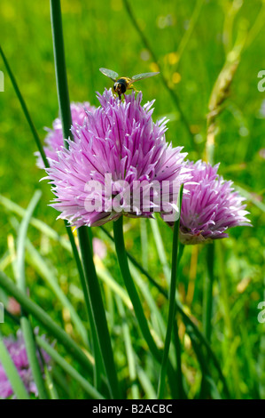 Berg-Zwiebel - Allium - wilde Almwiese Blume-6000 ft (2000mts) Stockfoto