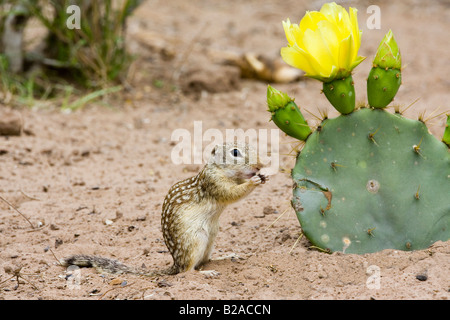 Mexikanischer Ziesel Spermophilus Mexicanus Rio Grande City Texas USA 31 März Erwachsene Sciuridae Stockfoto