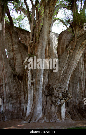 Tule Baum, Santa María del Tule, Bundesstaat Oaxaca, Mexico. Stockfoto