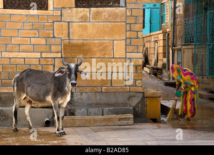 RAJASTHANI Frau fegt die Straße wie eine Kuh kostenlos in die goldene Stadt JAISALMER RAJASTHAN Indien Stockfoto