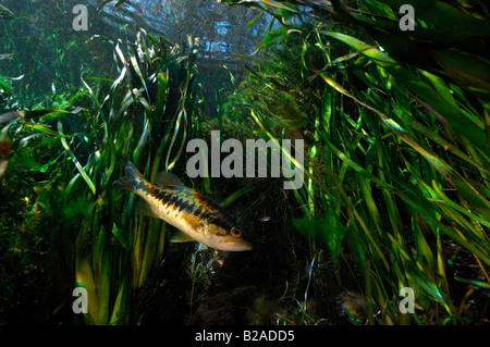 Forellenbarsch Micropterus Salmoides Wacissa Fluss Florida Stockfoto