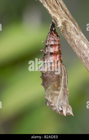 Trauermantel Nymphalis Antiopa Schmetterling Stockfoto