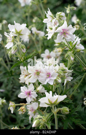 GERANIUM PRATENSE PLENUM ALBUM AN MARWOOD HILL GARDENS NORTH DEVON Stockfoto