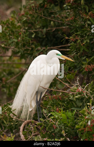 Silberreiher (Ardea Alba) Federn anzeigen Stockfoto