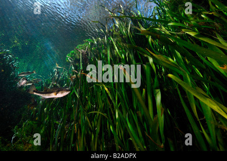 Forellenbarsch Micropterus Salmoides Wacissa Fluss Florida Stockfoto