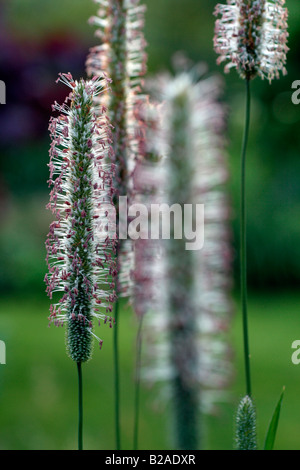 PHLAEUM PRATENSE LIESCHGRAS Stockfoto