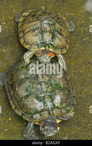 Schildkröten, Dusit Zoo, Bangkok, thailand Stockfoto