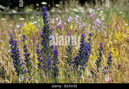 Die Oast Houses Hampshire viper's Bugloss Echium Vulgare in Wiese Viper Stockfoto