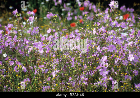 Moschusmalve Malva moschata Stockfoto