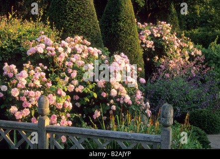 Wollerton Old Hall Shropshire Strauchrose Rosa Fantin Latour Stockfoto