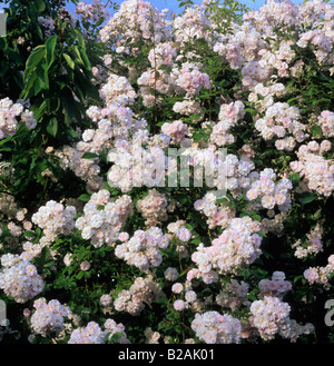 hinaufsteigende Rosenstrauch Rosa Francis E Lester Stockfoto