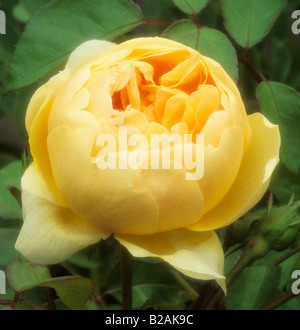 David Austin Rose Rosa "Jude The Obscure" Stockfoto