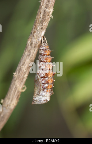 Trauermantel Nymphalis Antiopa Schmetterling Stockfoto