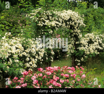 Mannington Gärten Norfolk mittelalterlichen Garten hinaufsteigende Rosenstrauch Rosa Rambling Rector über Bogen Eingang Stockfoto