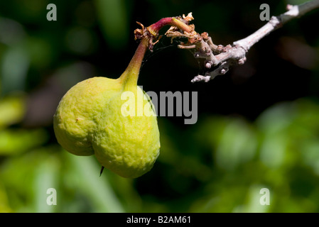 Mexikanische Buckeye Ungnadia Speciosa Obst Stockfoto