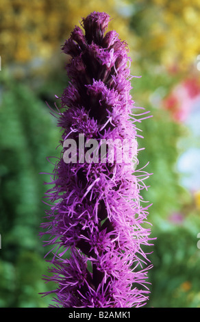 Liatris Spicata Floristan Violett Stockfoto