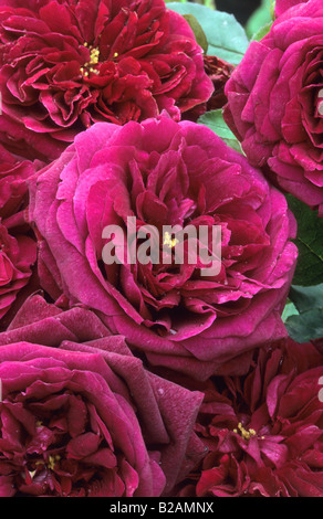 moderne Strauchrose Rosa der Prinz Stockfoto