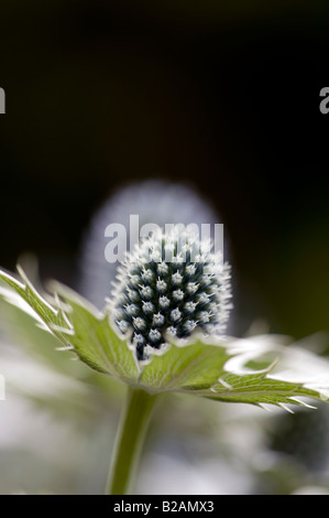 Eryngium Giganteum "Silver Ghost". Meer-Holly Blume Stockfoto