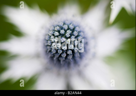 Eryngium Giganteum "Silver Ghost". Meer-Holly Blume Stockfoto