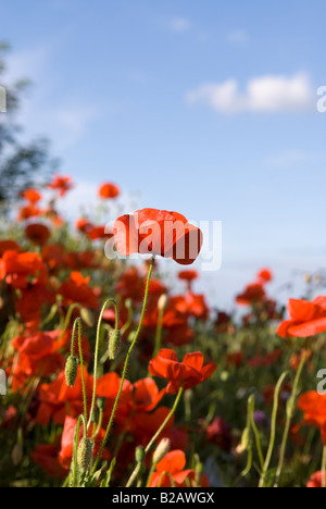 Gemeinsamen roten Mohn, Papaver rhoeas Stockfoto