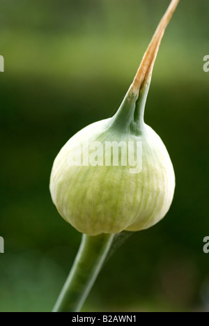 Lauch, die geblieben sind, um zu verriegeln, bilden eine bauchige Saatgut Kopf Lauch Allium Ampeloprasum Var porrum Stockfoto