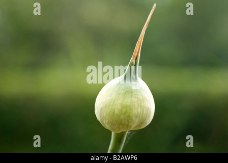 Lauch, die Schraube bilden eine bauchige Saatgut Kopf geblieben sind. Lauch, Allium Ampeloprasum Var Porrum. Stockfoto