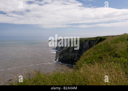 Vögel nisten auf den Klippen am Bempton Klippen RSPB Reserve East Yorkshire England Stockfoto