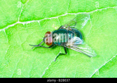 Greenbottle Fly, Lucilia Caesar. Reinigen Sie auf Blatt selbst Stockfoto