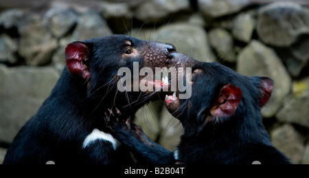 Captive Tasmanischer Teufel spielen kämpfen an der Tasmanian Devil Conservation Park, in der Nähe von Taranna Tasmanien Stockfoto