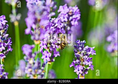 Honigbiene, die ernähren sich von Nektar Lavendel Stockfoto