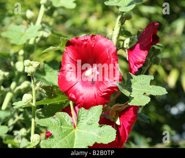 Eine rote Stockrose Blume der Gattung Alcea in der Malve Familie Malvaceae Stockfoto