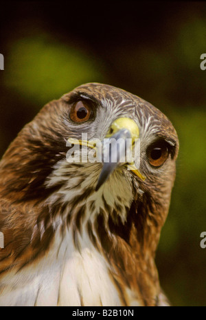 Rot - angebundener Falke (Buteo Jamaicensis). CLOSE-UP KOPF/AUGEN. Französisch: Buse À Warteschlange Rousse Deutsch: Rotschwanzbussard Spanisch: Busardo Colirrojo. Stockfoto