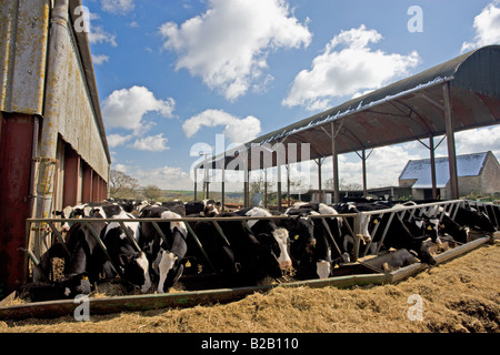 Kühe aus Trog in einem Vieh füttern Stift Sherborne Gloucestershire Vereinigtes Königreich Stockfoto