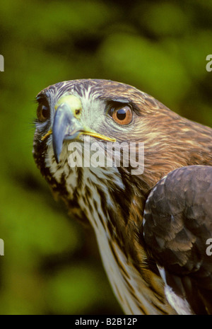 Rot - angebundener Falke (Buteo Jamaicensis). CLOSE-UP KOPF/AUGEN. Französisch: Buse À Warteschlange Rousse Deutsch: Rotschwanzbussard Spanisch: Busardo Colirrojo. Stockfoto