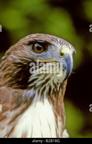 Rot - angebundener Falke (Buteo Jamaicensis). CLOSE-UP KOPF/AUGEN. Französisch: Buse À Warteschlange Rousse Deutsch: Rotschwanzbussard Spanisch: Busardo Colirrojo. Stockfoto