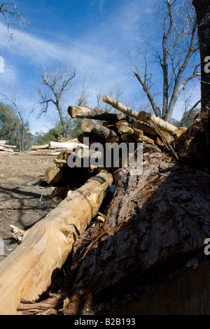 Wegen der wachsenden Pine Beetle wurde Bedrohung der Forest Service beschäftigt schneiden die ältere und abgestorbene Kiefern. Stockfoto