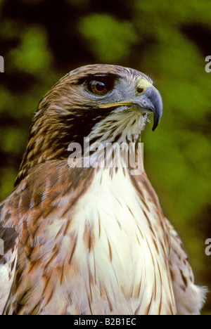 Rot - angebundener Falke (Buteo Jamaicensis). CLOSE-UP KOPF/AUGEN. Französisch: Buse À Warteschlange Rousse Deutsch: Rotschwanzbussard Spanisch: Busardo Colirrojo. Stockfoto