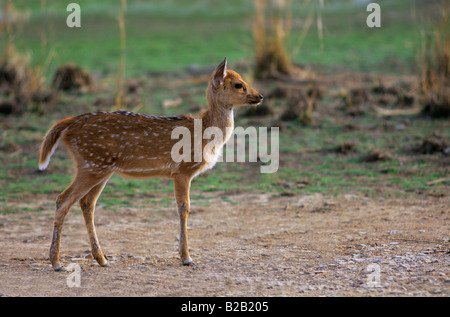 Gefleckte Rehe oder Chital drei Beinen (Achse-Achse) Stockfoto