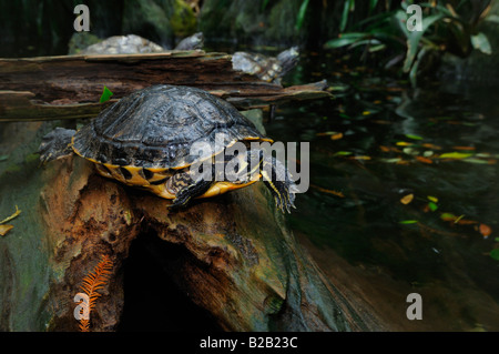 Florida roten Bauch Cooter Pseudemys Nelsoni gefangen Florida Stockfoto