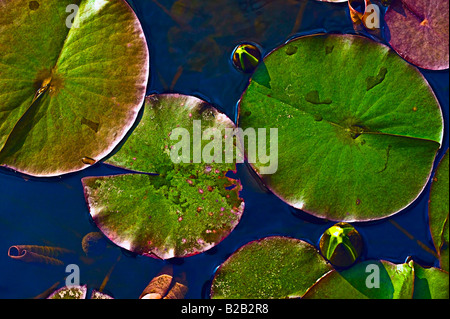 Seerosenblatt und Waterlily Knospen [High Angle View] Stockfoto