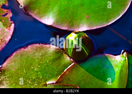 Seerosenblatt und Waterlily Knospen [hohen Winkel anzeigen] Stockfoto
