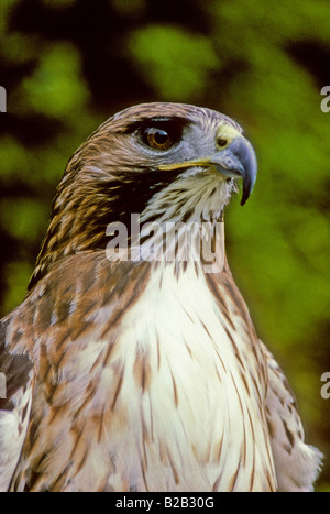 Rot - angebundener Falke (Buteo Jamaicensis). CLOSE-UP KOPF/AUGEN. Französisch: Buse À Warteschlange Rousse Deutsch: Rotschwanzbussard Spanisch: Busardo Colirrojo. Stockfoto