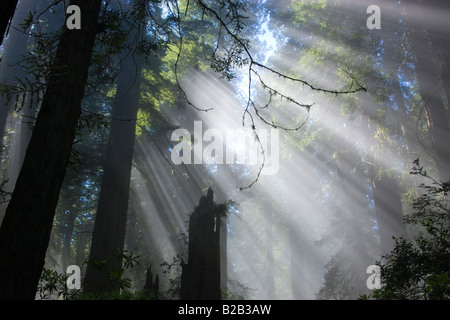 Die Strahlen der Sonne durch Nebel Redwood Forest. Stockfoto