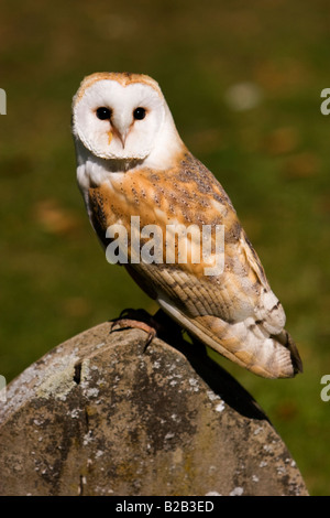 Schleiereule, Tyto Alba, thront auf Grabstein Stockfoto