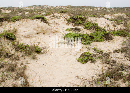 Gulf Coast Kängururatte Lebensraum Dipodomys BHT Stockfoto