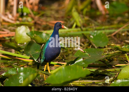 Lila Gallinule (Porphyrula Martinica) Stockfoto