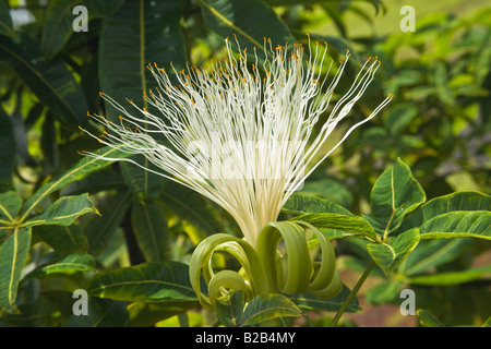 Blume der Malabar Kastanie Stockfoto