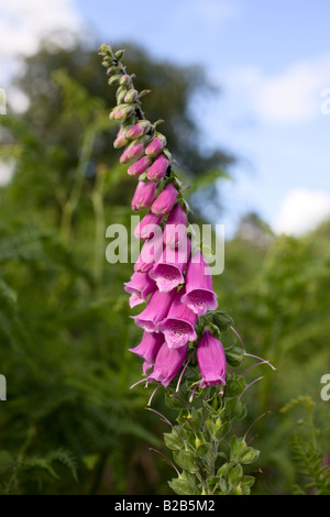 Rosa Fingerhut in Norfolk England Großbritannien Stockfoto