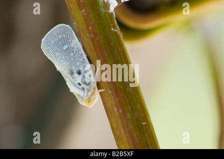 Citrus Flatid Planthopper Metcalfa Pruinosa auf Wilde Weinrebe Stockfoto